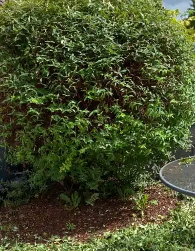 Hedge Trimming Services Wexford and The South East