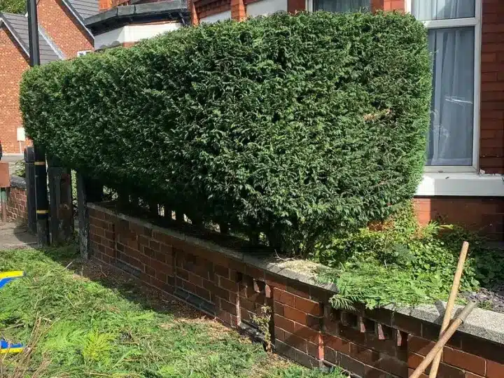 Hedge Trimming and Cutting Services, Hedge Reduction and Hedge Removal