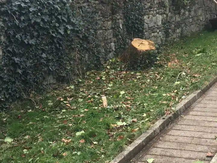 Tree Removal, Tree Care and Gardening Services