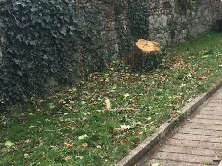 Tree Removal in Wexford Stump remaining after tree removal in County Wexford